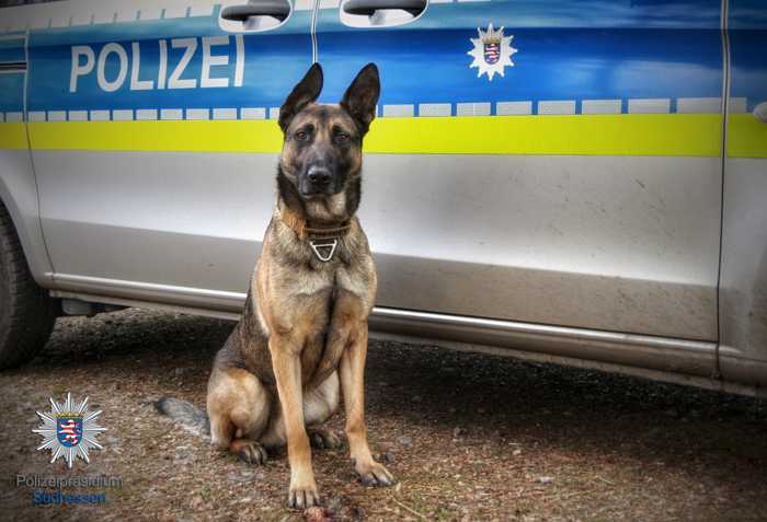 Symbolbild, Polizei, Südhessen, Hund, Diensthund © Polizei Südhessen