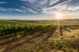 Weinberge (Foto:Pexels)