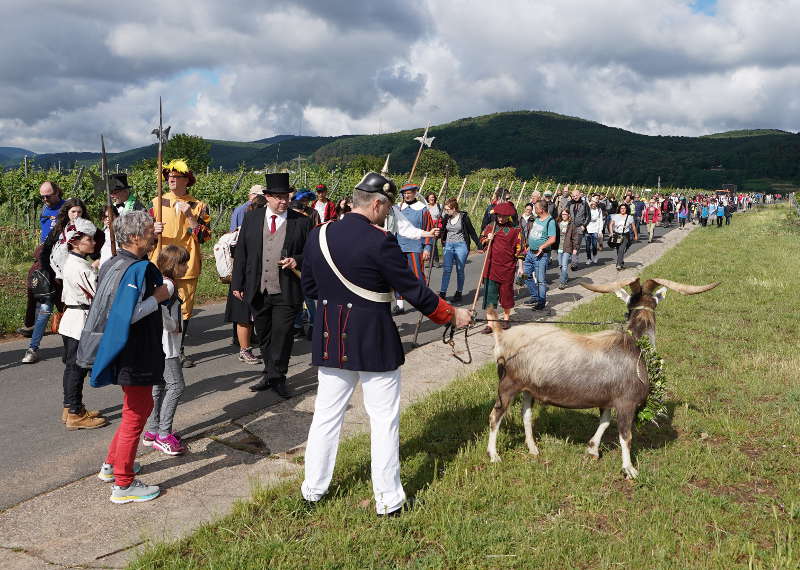 Lambrecht Deidesheim Geißbock 2019 (Foto: Reinhard Schnell)