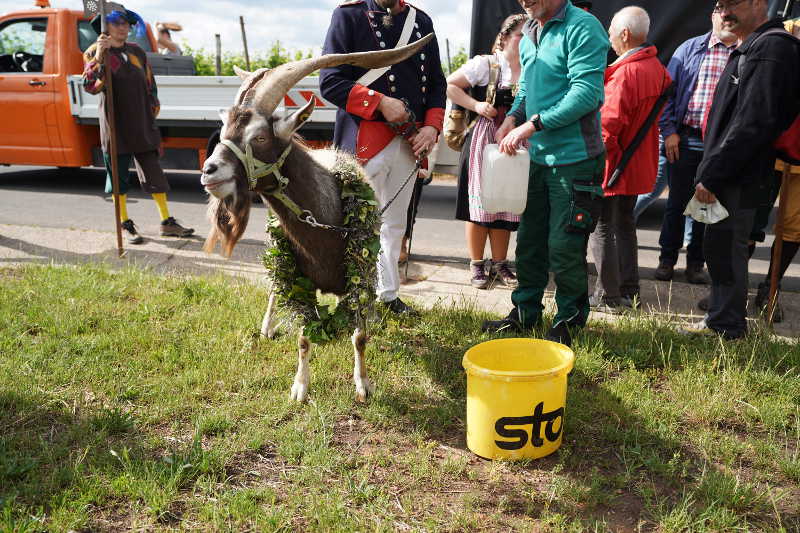 Lambrecht Deidesheim Geißbock 2019 (Foto: Reinhard Schnell)