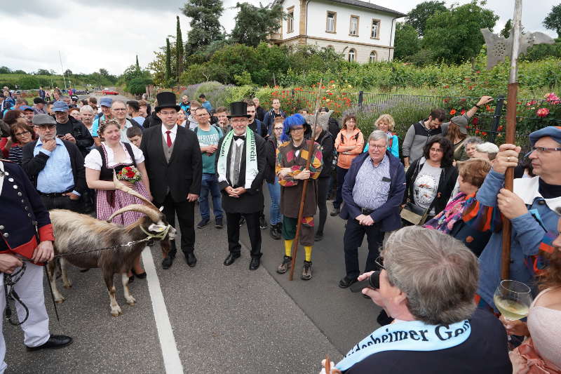 Lambrecht Deidesheim Geißbock 2019 (Foto: Reinhard Schnell)