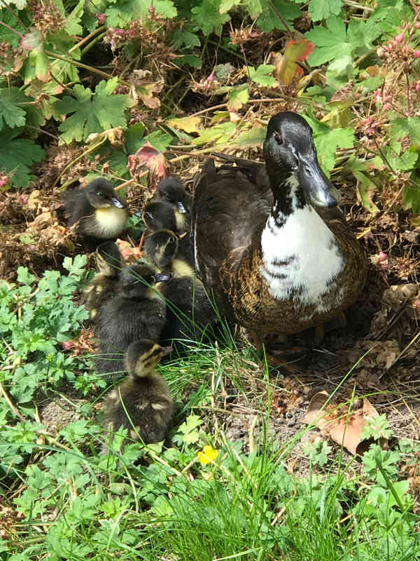 Entenfamilie (Foto: Polizei RLP)