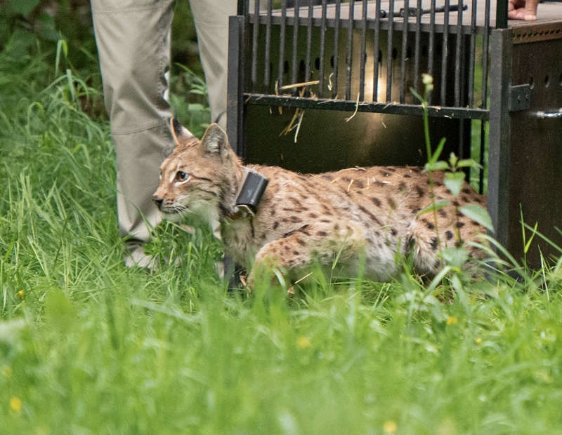 Luchs Braňo (Foto: Annina Pruessing / SNU)