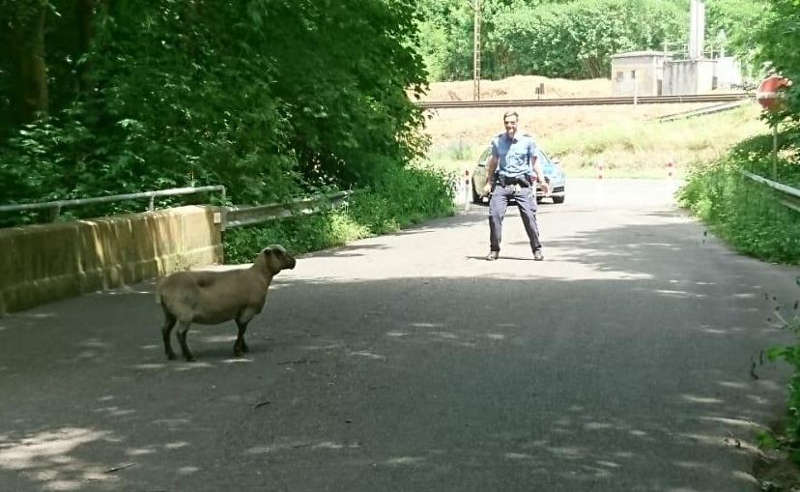 Das Schaf wurde eingefangen (Foto: Polizei RLP)