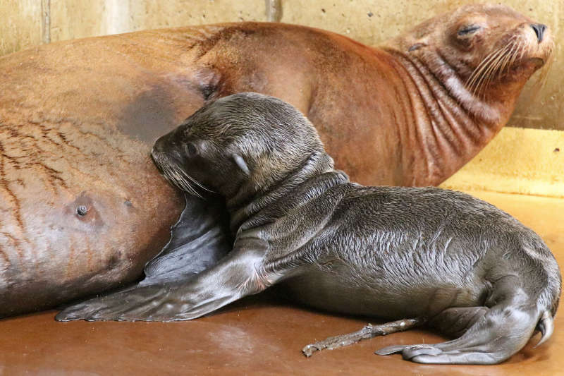 Das Jungtier trinkt bei seiner Mutter. Am Bauch des Kleinen sind noch Reste der Nabelschnur zu sehen. (Foto: Timo Deible/Zoo Karlsruhe)