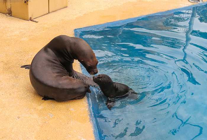 Der junge Robbenbulle Kano bei seinen ersten Schwimm- und Tauchübungen im kleinen Becken. (Foto: Zoo Heidelberg)