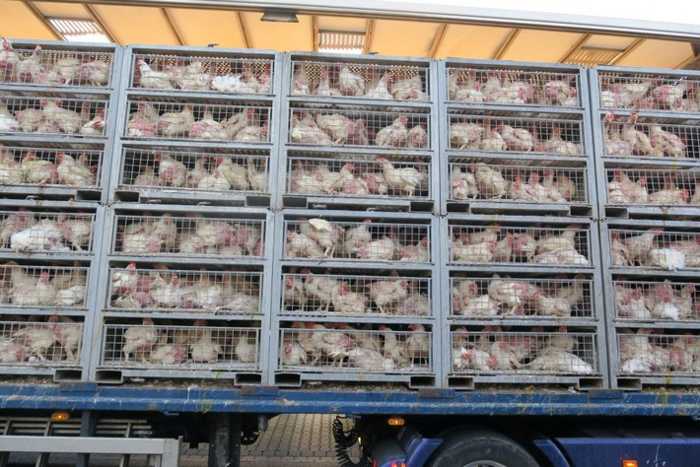 Grauenvolles Bild: Hunderte, elendig verendete Tiere in diesem Transporter