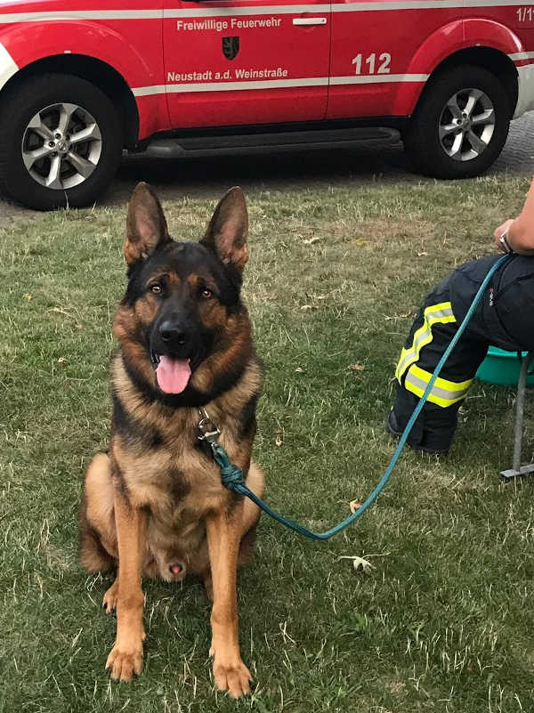 Der befreite Schäferhund (Foto: Feuerwehr Neustadt)