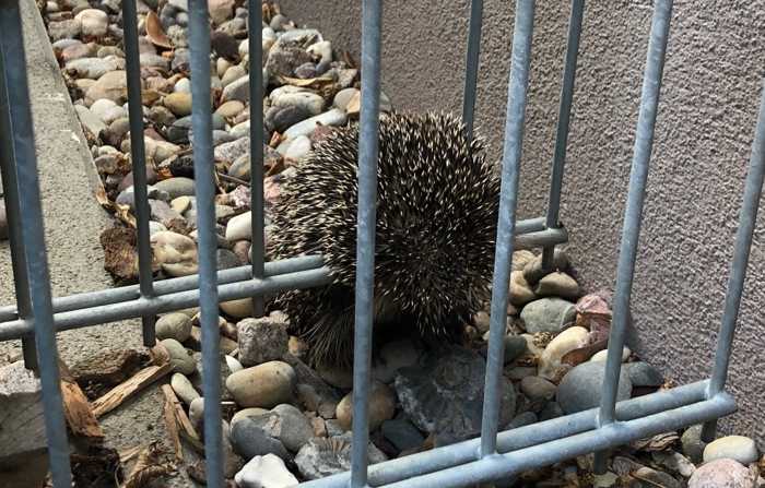 Igel steckt im Zaun fest