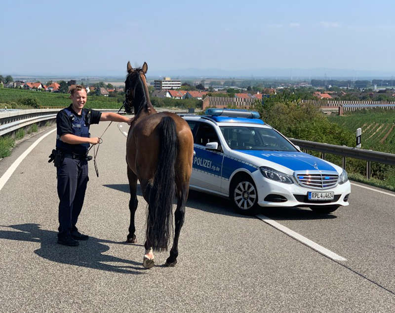 Das eingefangene Pferd (Foto: Polizei RLP)