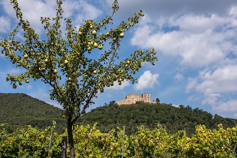 Monatsbild Juli: Sommerlicher Blick auf das Hambacher Schloss (Foto: Inge Weber)