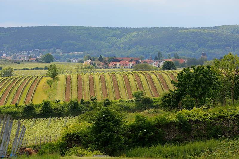 Monatsbild Juni: Rebenlandschaft mit Blick auf Dackenheim und Weisenheim am Berg (Foto: Melanie Hubach)