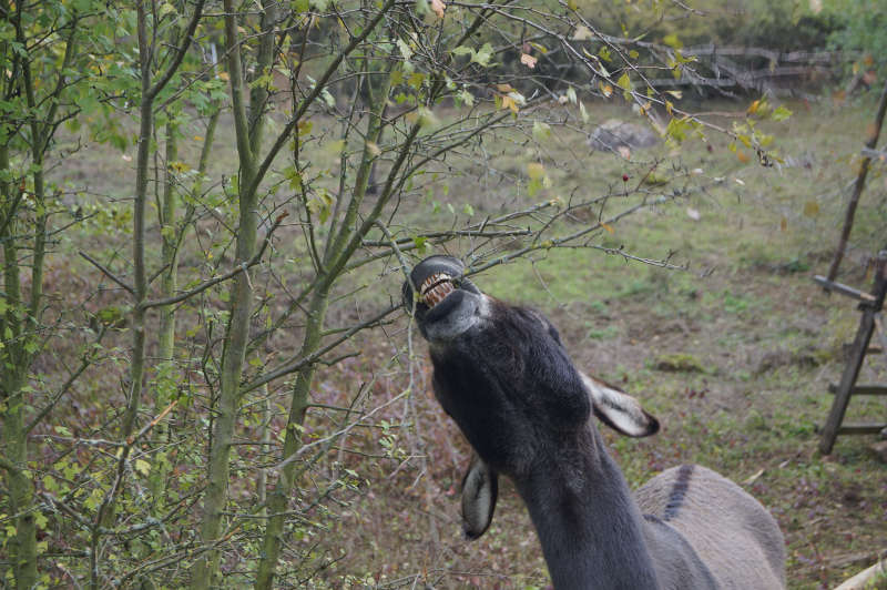 Eselbeweidung (Foto: Kreisverwaltung Bad Dürkheim)