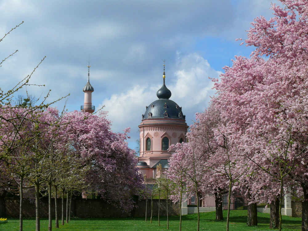 Zierkirschen im Obstgarten von Schloss Schwetzingen (Foto: Petra Pechacek/SSG Pressebild)