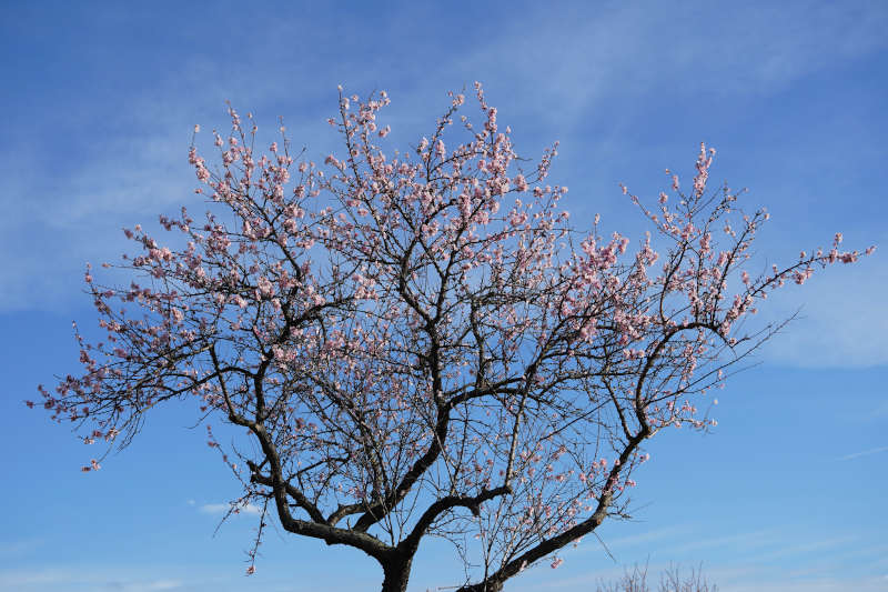 Neustadt Gimmeldngen Mandelblüten 2020 (Foto: Holger Knecht)