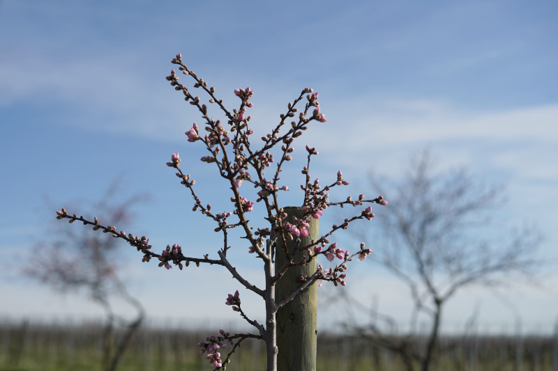 Neustadt Gimmeldngen Mandelblüten 2020 (Foto: Holger Knecht)