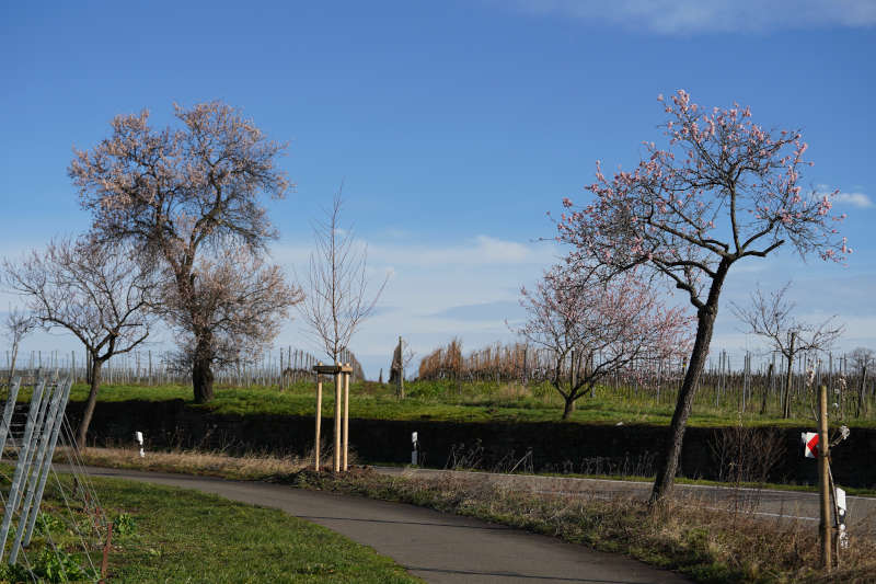 Neustadt Gimmeldngen Mandelblüten 2020 (Foto: Holger Knecht)