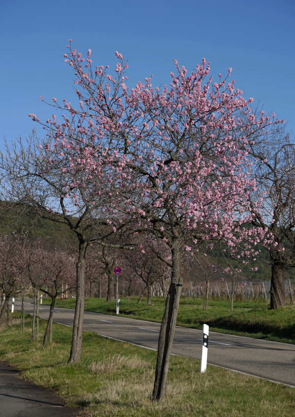 Neustadt Gimmeldngen Mandelblüten 2020 (Foto: Holger Knecht)