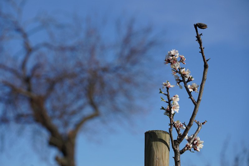 Neustadt Gimmeldngen Mandelblüten 2020 (Foto: Holger Knecht)