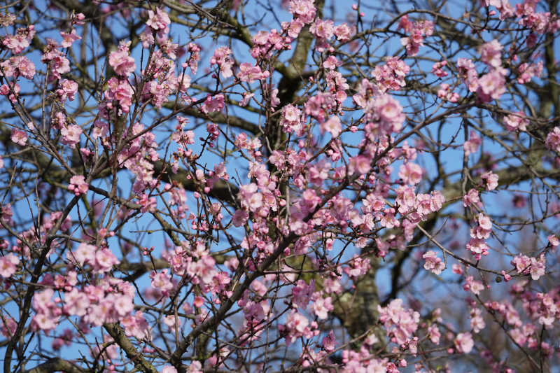 Neustadt Gimmeldngen Mandelblüten 2020 (Foto: Holger Knecht)