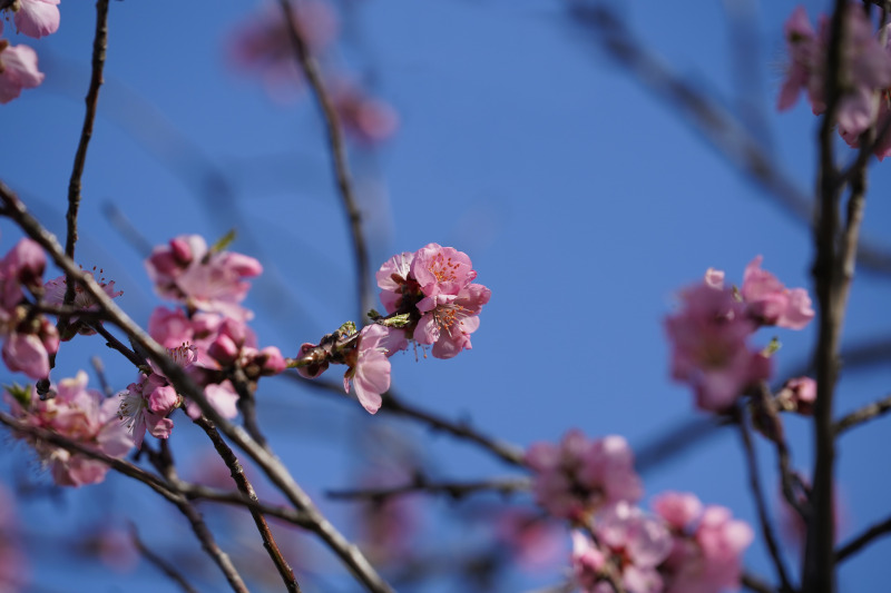 Neustadt Gimmeldngen Mandelblüten 2020 (Foto: Holger Knecht)