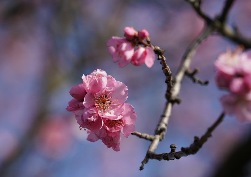 Neustadt Gimmeldngen Mandelblüten 2020 (Foto: Holger Knecht)