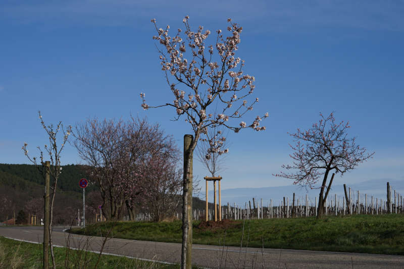 Neustadt Gimmeldngen Mandelblüten 2020 (Foto: Holger Knecht)