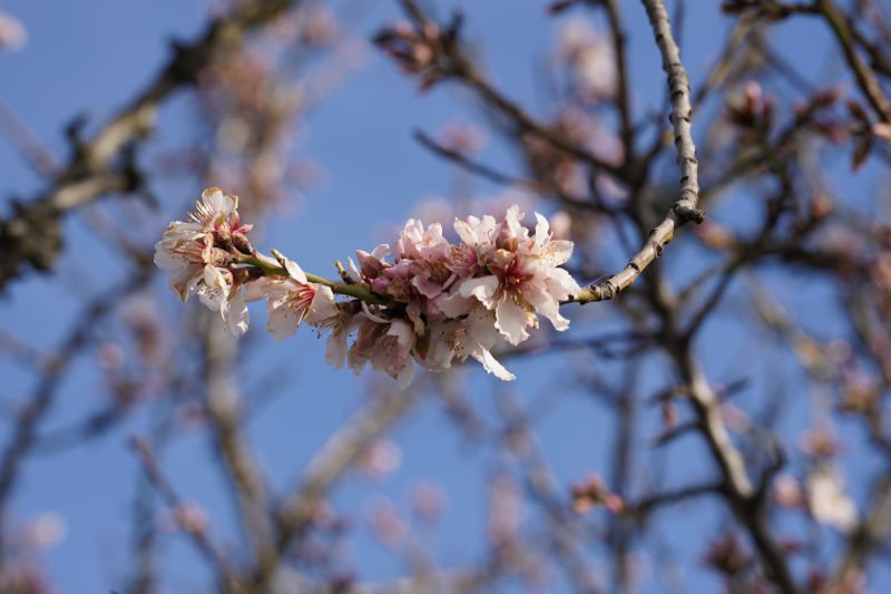 Neustadt Gimmeldngen Mandelblüten 2020 (Foto: Holger Knecht)