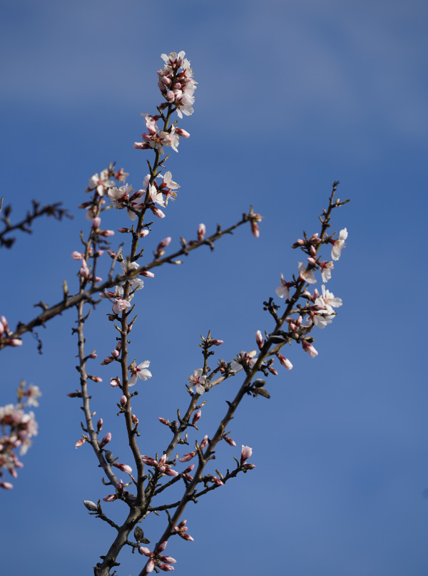 Neustadt Gimmeldngen Mandelblüten 2020 (Foto: Holger Knecht)