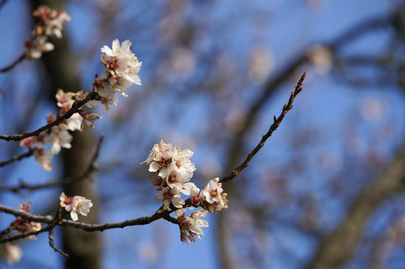 Neustadt Gimmeldngen Mandelblüten 2020 (Foto: Holger Knecht)