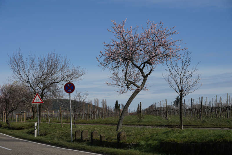 Neustadt Gimmeldngen Mandelblüten 2020 (Foto: Holger Knecht)