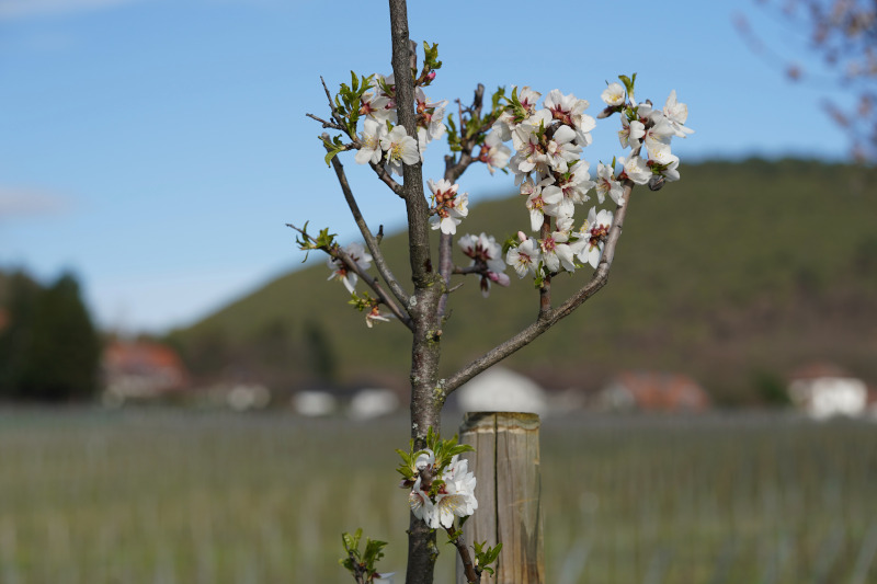 Neustadt Gimmeldngen Mandelblüten 2020 (Foto: Holger Knecht)