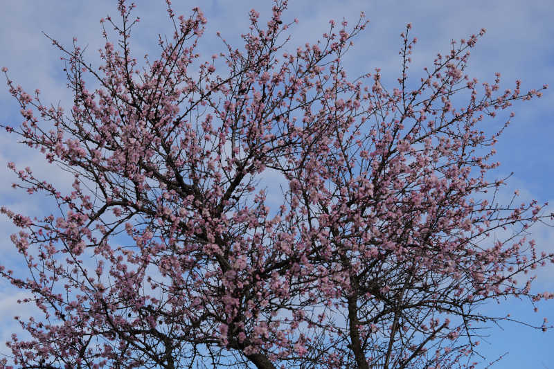 Neustadt Gimmeldngen Mandelblüten 2020 (Foto: Holger Knecht)