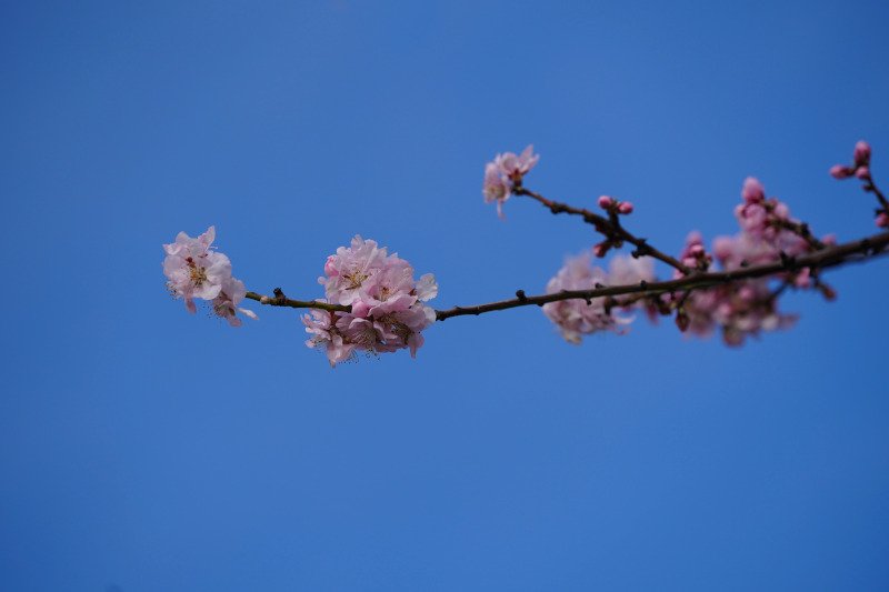 Neustadt Gimmeldngen Mandelblüten 2020 (Foto: Holger Knecht)