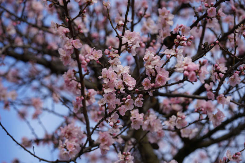 Neustadt Gimmeldngen Mandelblüten 2020 (Foto: Holger Knecht)