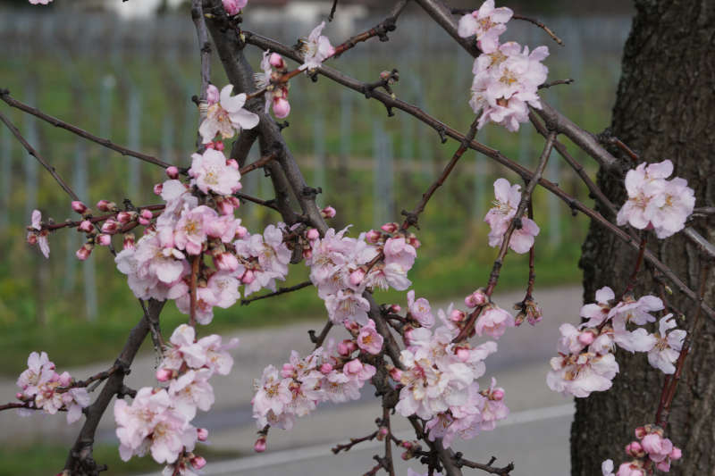 Neustadt Gimmeldngen Mandelblüten 2020 (Foto: Holger Knecht)