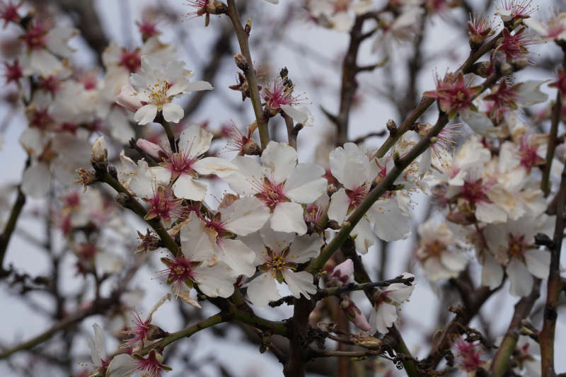 Neustadt Gimmeldngen Mandelblüten 2020 (Foto: Holger Knecht)