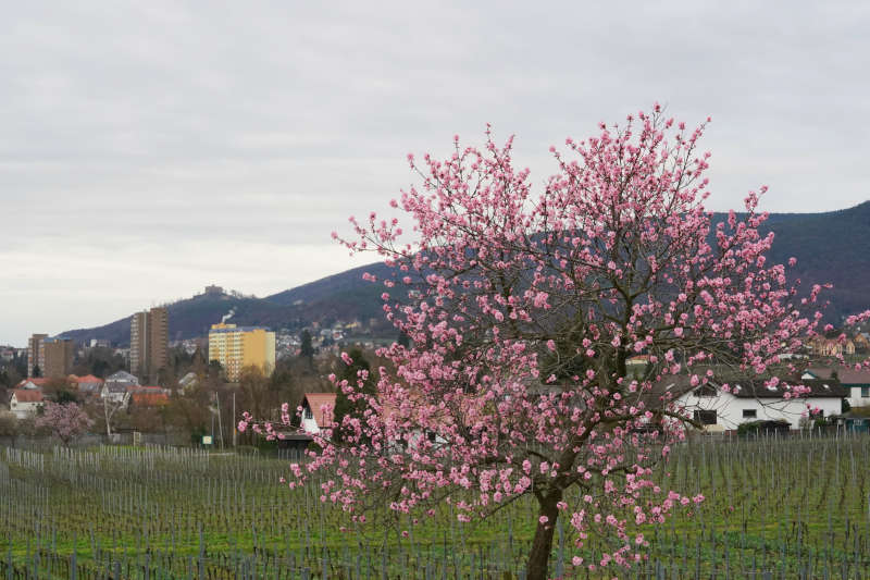 Neustadt Gimmeldngen Mandelblüten 2020 (Foto: Holger Knecht)