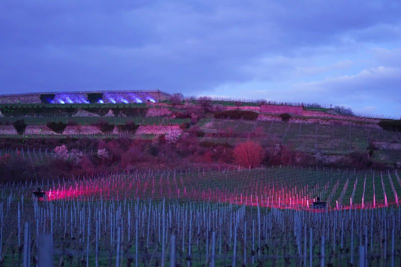 Bad Dürkheim Weinbergnacht (Foto: Holger Knecht)