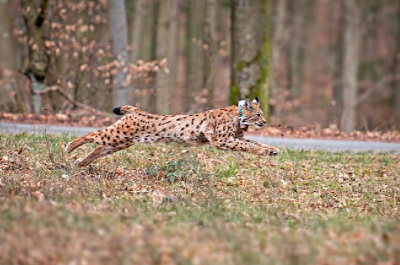 Tarda bei ihrer Freilassung (Foto: Annina Prüssing / SNU RLP)