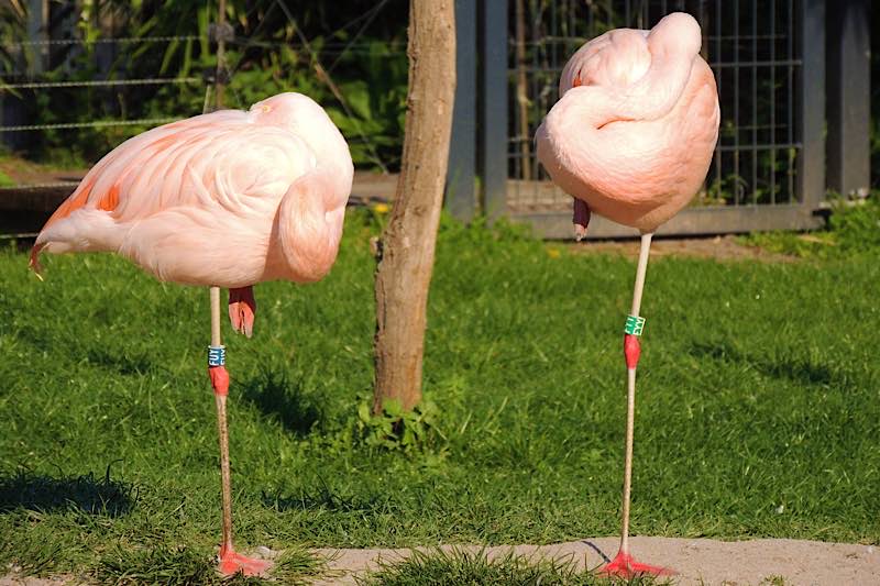 Noch herrscht Ruhe im Zoo Landau; hinter den Kulissen laufen die Vorbereitungen auf die Wiedereröffnung aber auf Hochtouren. (Foto: Stadt Landau)