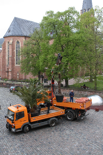 img-140172-Palmen1.jpg