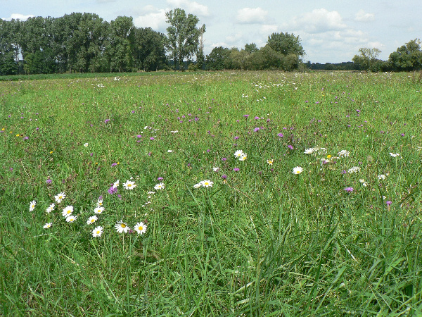 Blumenwiese