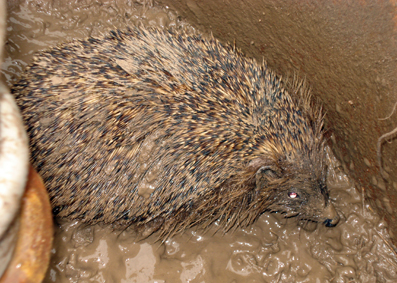 img-138368-Igel1.jpg