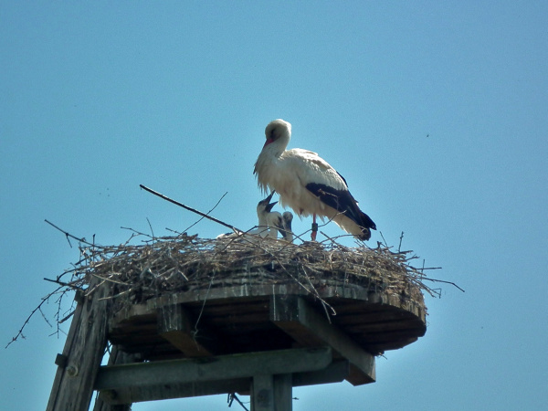 img-137956-VenningerJungstoerche.jpg