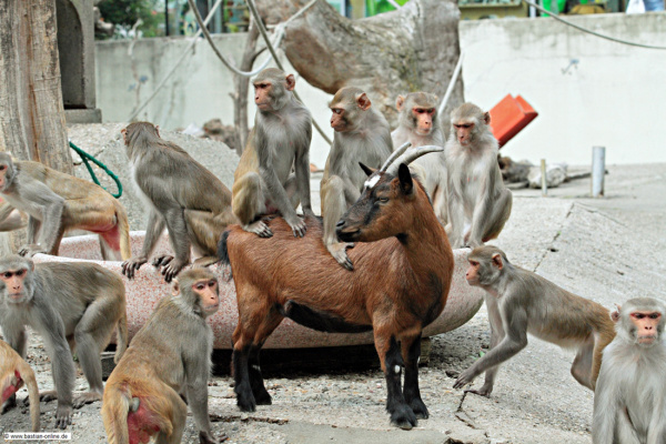 img-137762-RhesusAffen-ZooHD-PeterBastian.jpg