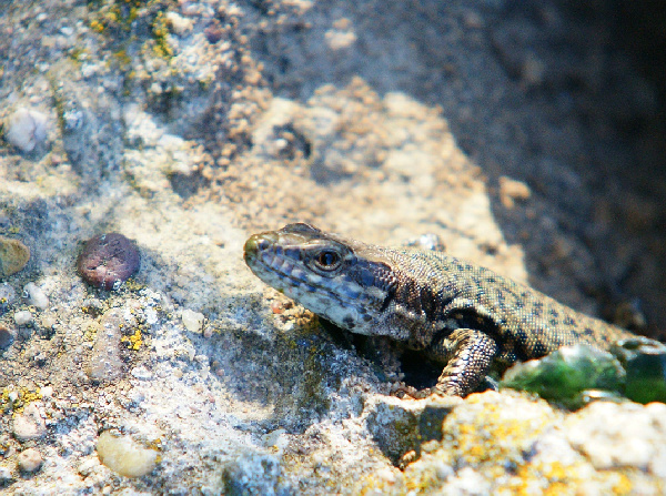 Amphibienschutzzaun am ehemaligen Kohlelager wiederholt beschädigt
