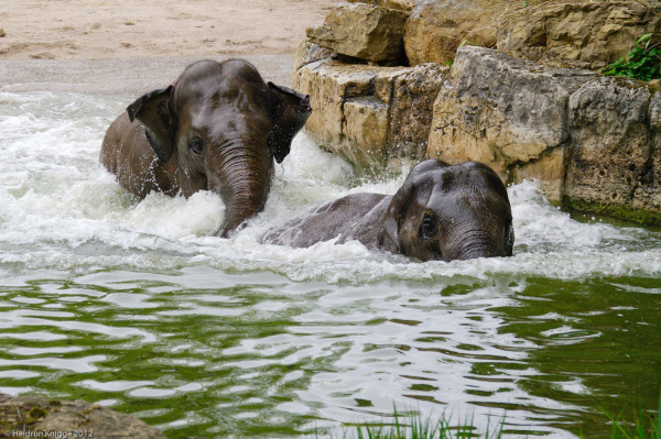 Für viele Besucher eines der Highlights im Zoo Heidelberg - das Elefantenhaus und die jungen Elefantenbullen; hier Voi Nam und Tarak beim Baden.