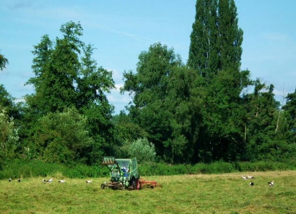 Störche auf den Queichwiesen am 22.8.2012