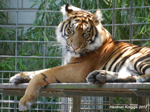 Ausflüge ins Grüne: Sumatratiger Asim hat sich gut im Zoo Heidelberg eingelebt